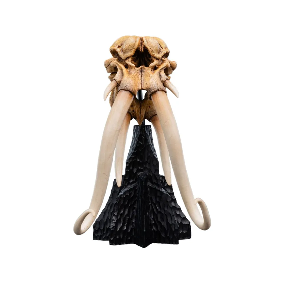 herr-der-ringe-skull-of-a-mumak-mini-statue image 1